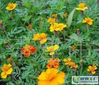 長期供應(yīng)優(yōu)質(zhì)草花、苗木、地被，歡迎新老客戶洽談合作