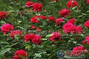 批發(fā)品種月季、香水月季等苗木 農(nóng)副產(chǎn)品的綠色商機