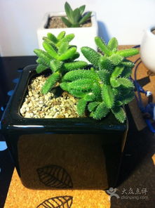 花卉之美——小娜鮮花精品的視覺盛宴