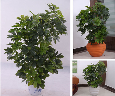 北京綠植花卉租賃指南 一站式服務(wù)與費用解析