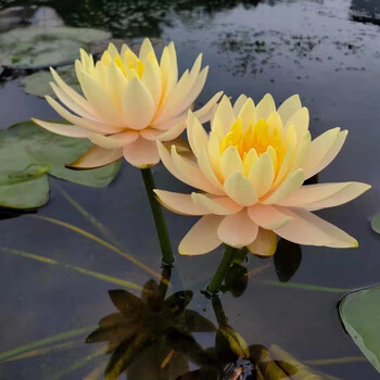 24款高中低檔水生花卉東分檔排行 從入門到專業(yè)，打造靈動水景