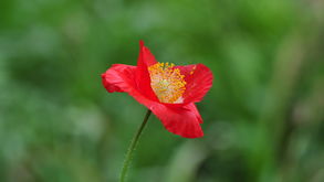 植物園歸來(lái) 一程花語(yǔ)，滿心芬芳