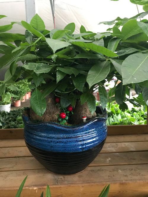 深圳南山專業(yè)綠植租擺公司 花卉綠植與水果的完美融合