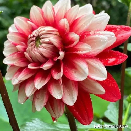 精品大麗花 花開雙色，爭(zhēng)奇斗艷的視覺(jué)盛宴