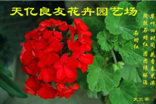 銀葉菊、醉蝶花與繁星花市場(chǎng)概覽及水果行業(yè)觀察