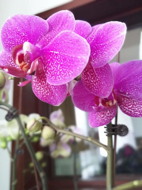 和潤(rùn)農(nóng)業(yè)精品花卉與當(dāng)季水果火熱同步銷售